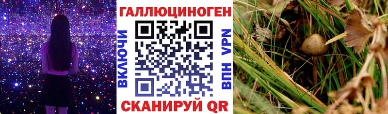 Галлюциногенные грибы Cubensis  kraken ONION  Мурино 
